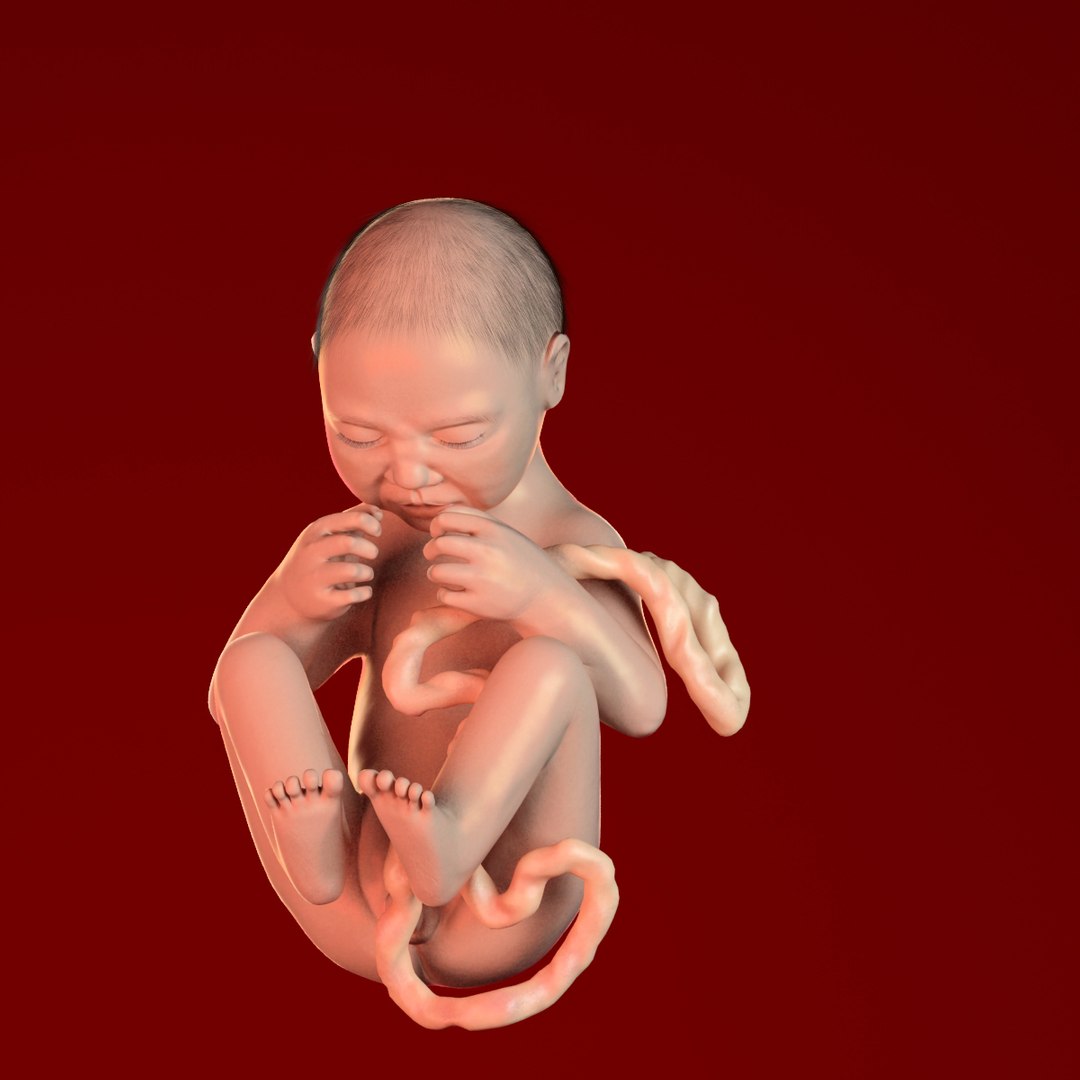 human fetus 3d 3ds https://p.turbosquid.com/ts-thumb/7B/K1hvXm/HTcYRWGF/baby_9months0004/jpg/1338813751/1920x1080/fit_q87/c7924cec345766ab34fb2f3cee0e3b7aa5b0d027/baby_9months0004.jpg