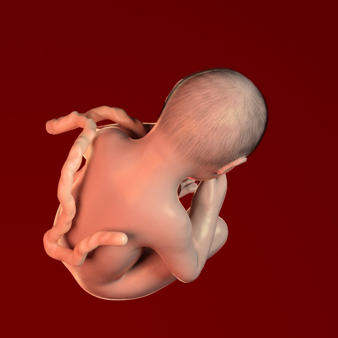 human fetus 3d 3ds https://p.turbosquid.com/ts-thumb/7B/K1hvXm/IJAPoKDH/baby_9months0006/jpg/1338813751/1920x1080/fit_q87/eecf891d5e25e51d8c1bd2b2592a60df39fbdc19/baby_9months0006.jpg
