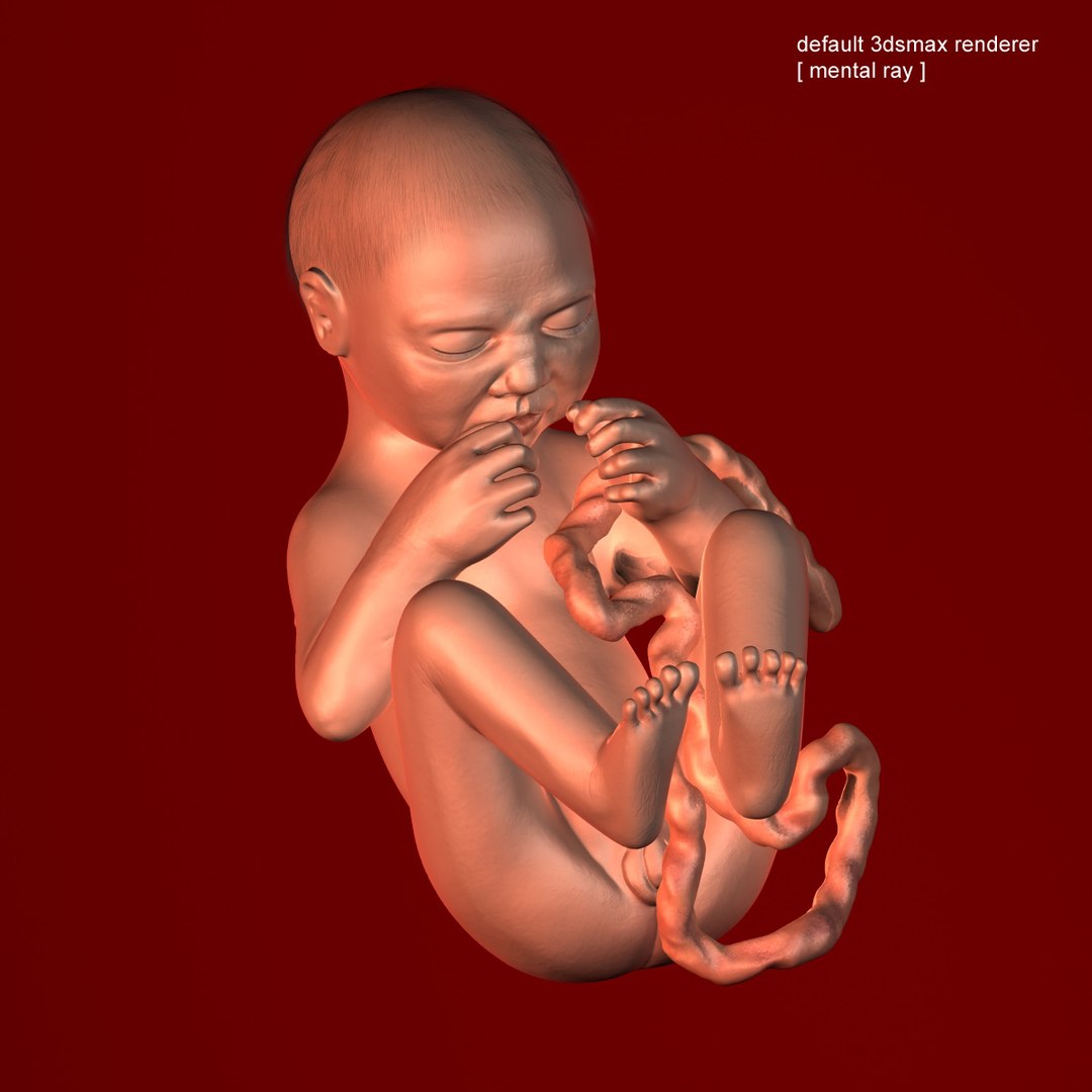 human fetus 3d 3ds https://p.turbosquid.com/ts-thumb/7B/K1hvXm/JSFKRUoX/baby_9months0000mental/jpg/1338814842/1920x1080/fit_q87/3b554eae3e6d8380f295ea9501d4a0fd7ca10b32/baby_9months0000mental.jpg