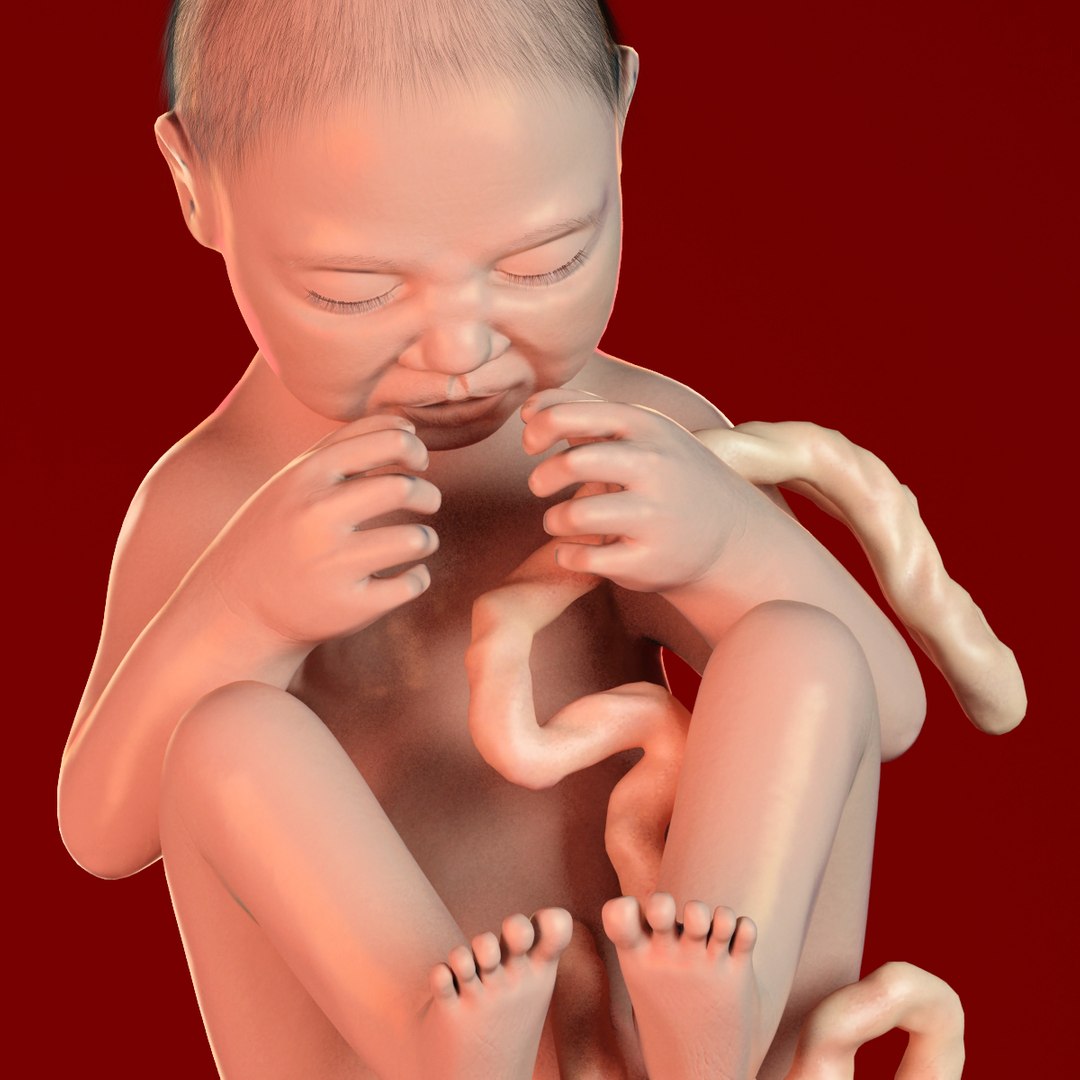 human fetus 3d 3ds https://p.turbosquid.com/ts-thumb/7B/K1hvXm/LETYms1a/baby_9months0005/jpg/1338813751/1920x1080/fit_q87/527210aa7987660cbcf0a07c6deb1ce07448f371/baby_9months0005.jpg