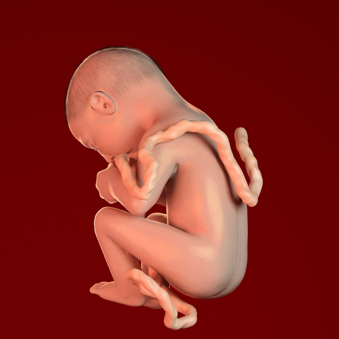 human fetus 3d 3ds https://p.turbosquid.com/ts-thumb/7B/K1hvXm/RuLPYINE/baby_9months0002/jpg/1338813751/1920x1080/fit_q87/4c89c7b363a291834b7cada63e34c2f504332dce/baby_9months0002.jpg