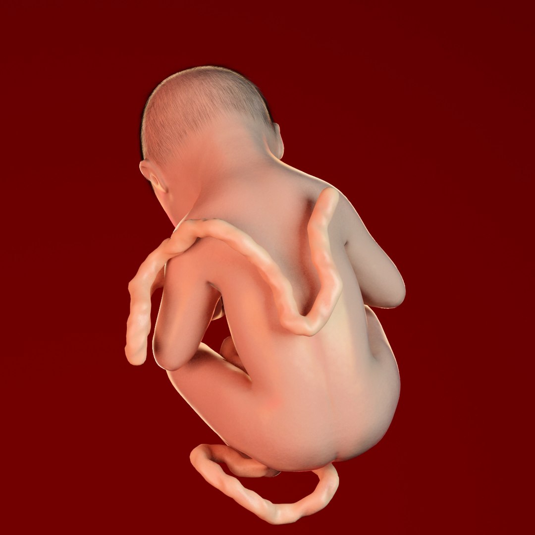 human fetus 3d 3ds https://p.turbosquid.com/ts-thumb/7B/K1hvXm/WlzjFuok/baby_9months0003/jpg/1338813751/1920x1080/fit_q87/384fef1c56e25b69521270f07eb78c031ace2e64/baby_9months0003.jpg