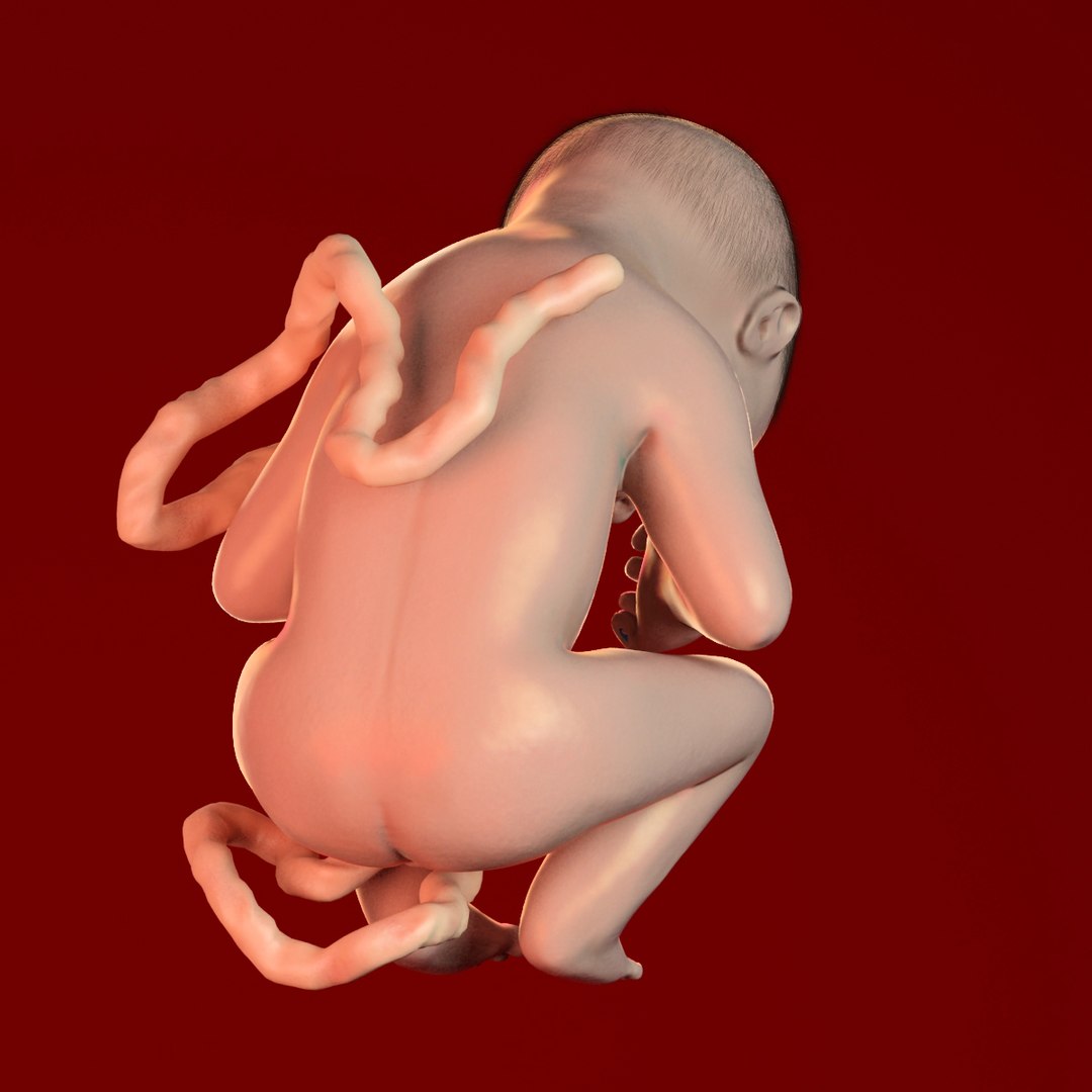 human fetus 3d 3ds https://p.turbosquid.com/ts-thumb/7B/K1hvXm/dEMo3ASb/baby_9months0008/jpg/1338813751/1920x1080/fit_q87/d418f94fb0555e1c3974474ae92ceb633f3dee07/baby_9months0008.jpg