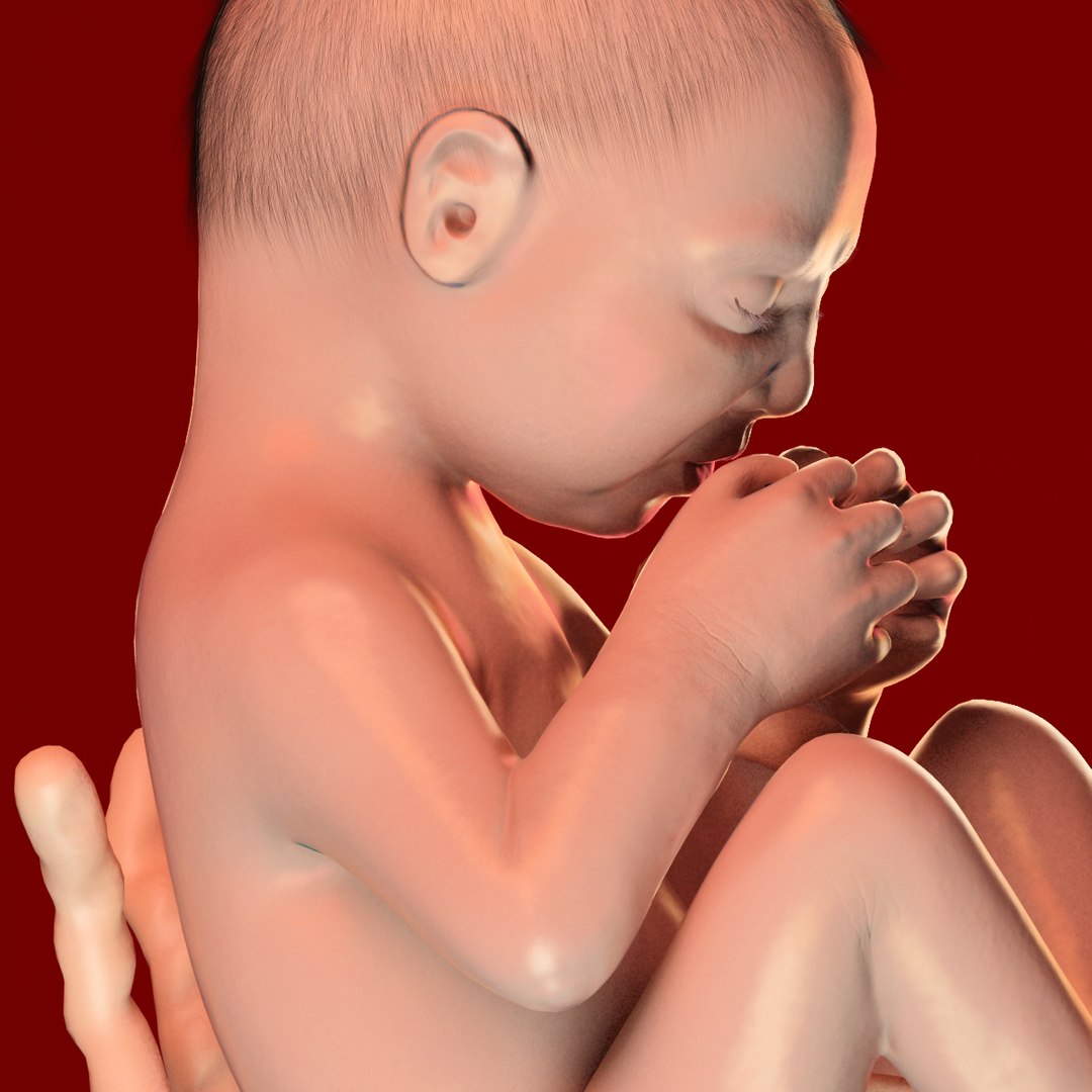 human fetus 3d 3ds https://p.turbosquid.com/ts-thumb/7B/K1hvXm/pD6aneRo/baby_9months0007/jpg/1338813751/1920x1080/fit_q87/515ac6dcf6236c4730a275f28c757c2e2d419441/baby_9months0007.jpg