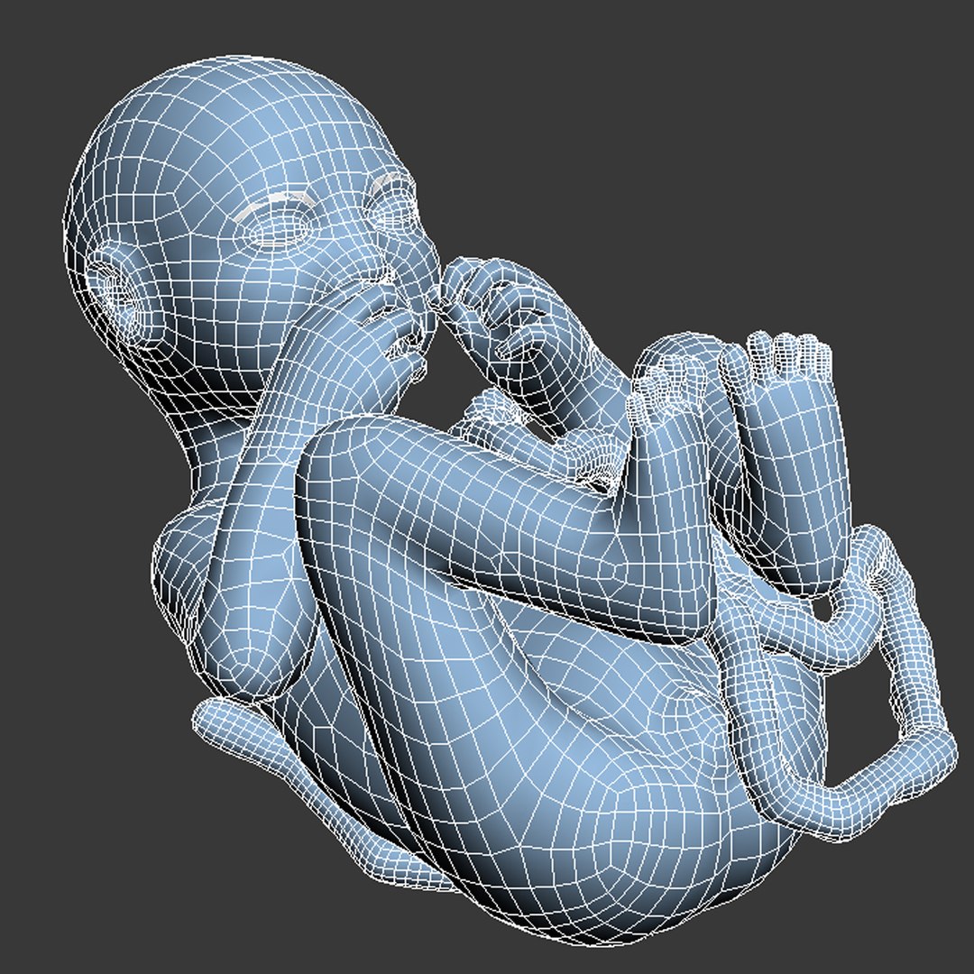 human fetus 3d 3ds https://p.turbosquid.com/ts-thumb/7B/K1hvXm/tq99lJvC/baby_9months00081/jpg/1338814842/1920x1080/fit_q87/11ba0d3531aaf28ac82666eb58ca44bd2376c95d/baby_9months00081.jpg