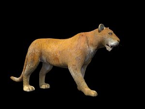 3d realistic lioness model