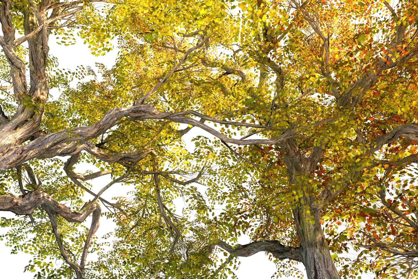 3D Autumn Trees Pack 6 - TurboSquid 1341993