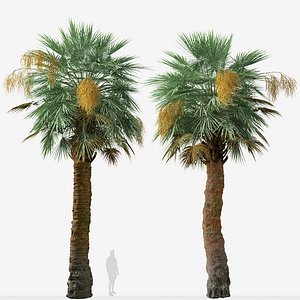 Set of Guadalupe palm or Brahea edulis Tree - 2 Trees 3D model