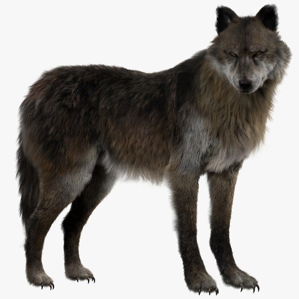 Fur 3D model - TurboSquid 1328690