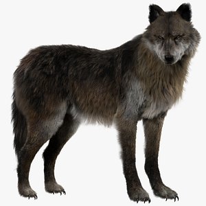 Wolf (Fur) (Animated) (Rigged)