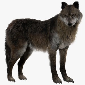 Wolf (Fur) (Animated) (Rigged)