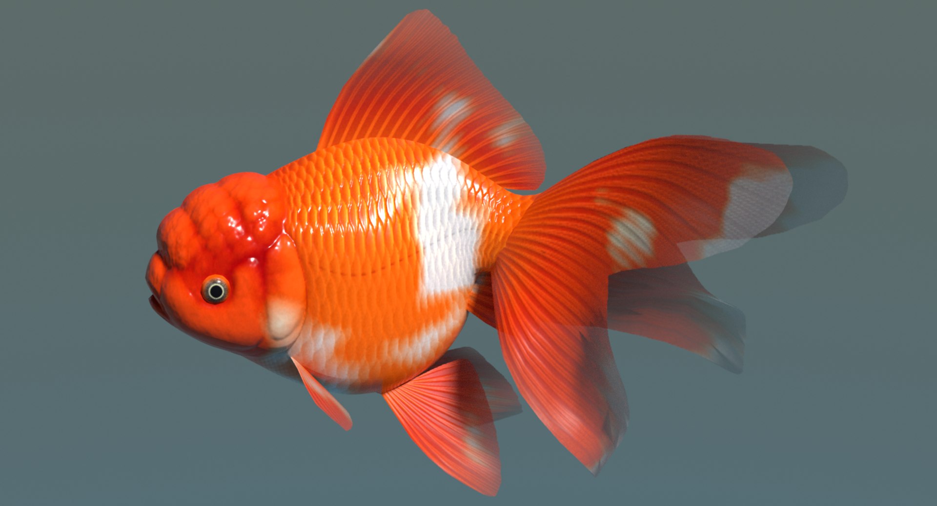 3d oranda goldfish https://p.turbosquid.com/ts-thumb/7C/4LS9xP/H1SqVhKd/orandaimage2/png/1596356836/1920x1080/fit_q87/9b24d41aae7d11d1f1a09e2e4f6dbb0b93c3aef3/orandaimage2.jpg