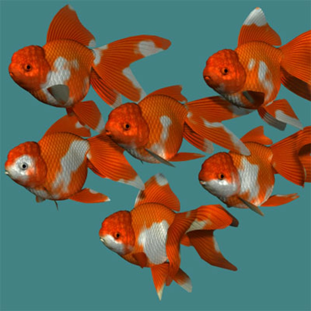 3d oranda goldfish https://p.turbosquid.com/ts-thumb/7C/4LS9xP/TZGMfUrI/orandab/jpg/1596356976/1920x1080/fit_q87/401ef65fd90072659156bc12e3ce89877f43a03e/orandab.jpg