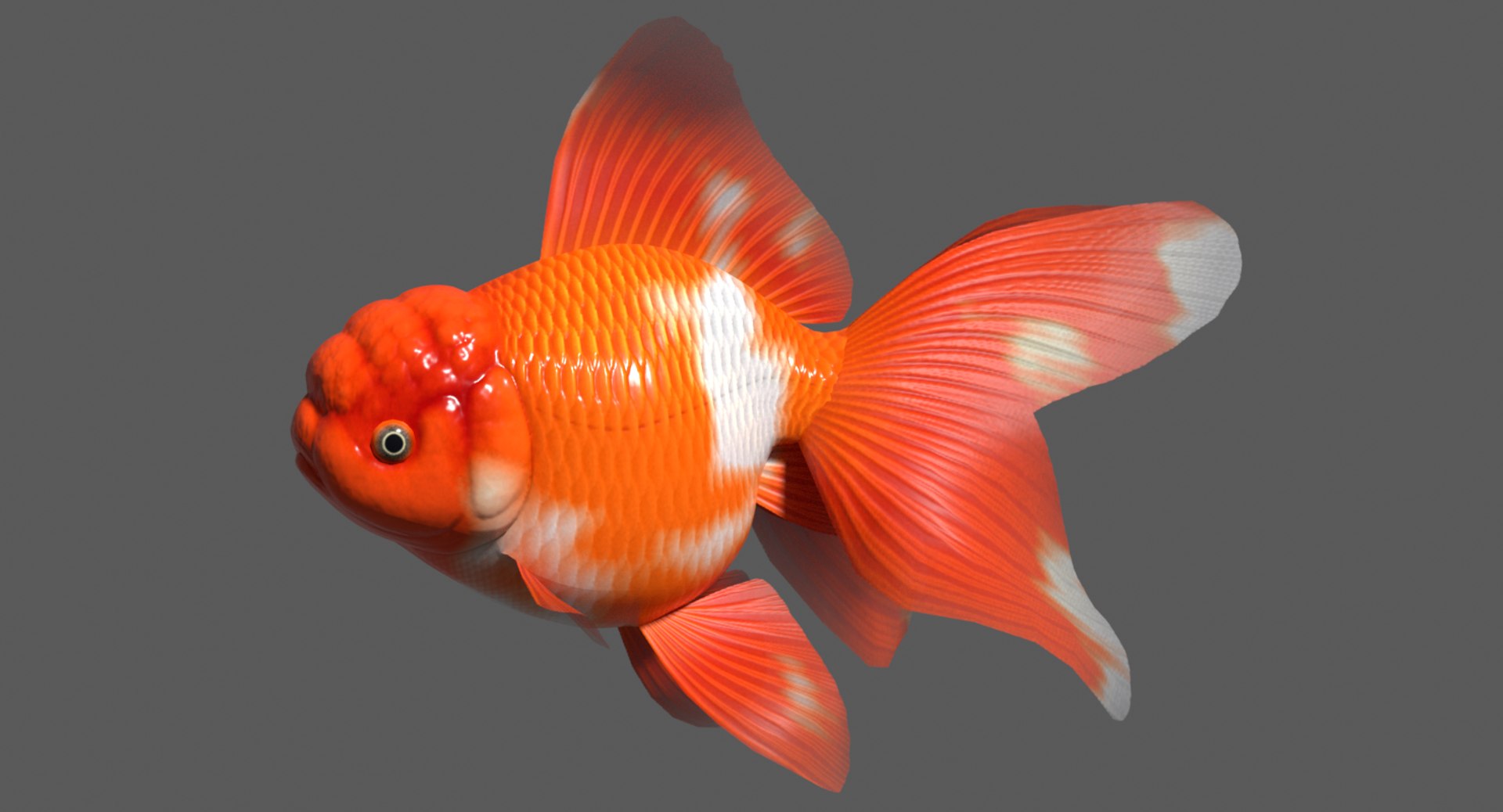 3d oranda goldfish https://p.turbosquid.com/ts-thumb/7C/4LS9xP/eW1spElC/orandaimage/png/1596356836/1920x1080/fit_q87/43d7be561b446ea43f152af0288e484b04b13fd3/orandaimage.jpg