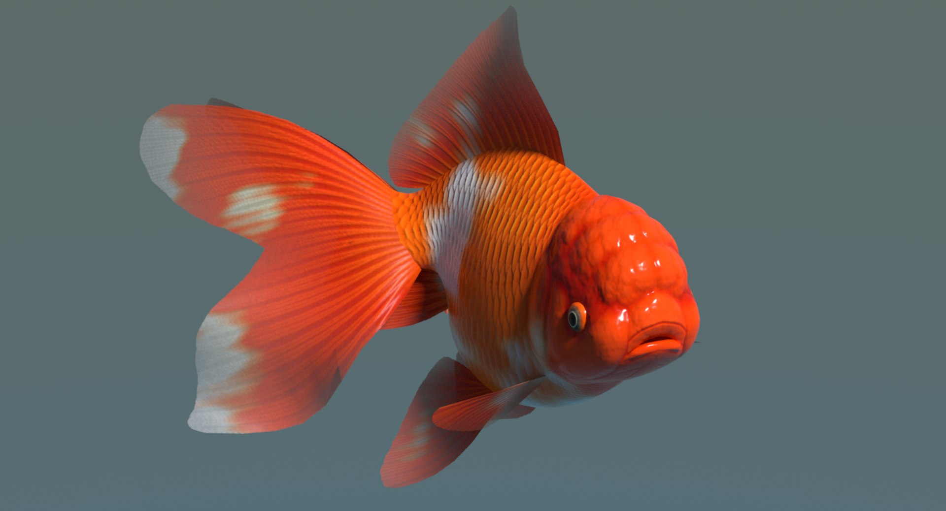 3d oranda goldfish https://p.turbosquid.com/ts-thumb/7C/4LS9xP/eaFZEQ0V/orandaimage3/png/1596356836/1920x1080/fit_q87/44b1ffa08eddfea39465840f1e520e08f45829a2/orandaimage3.jpg