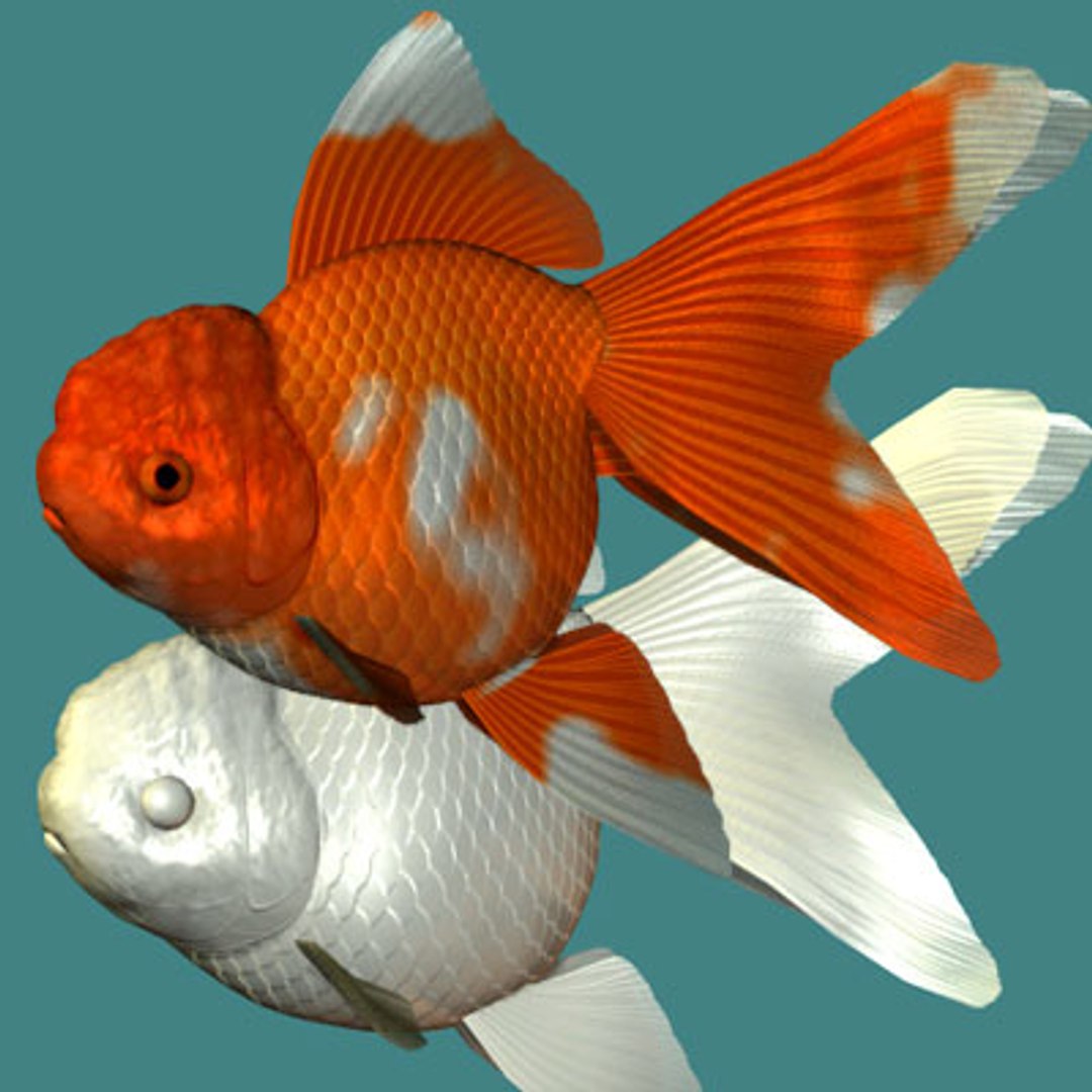 3d oranda goldfish https://p.turbosquid.com/ts-thumb/7C/4LS9xP/pBJfXHHL/orandaa/jpg/1596356976/1920x1080/fit_q87/c0995d45b3eec640c3518f7581f1578e6cd55e09/orandaa.jpg