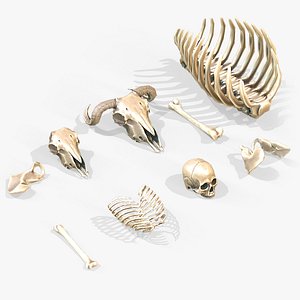 3D Stylized Bones model
