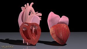 3D heart