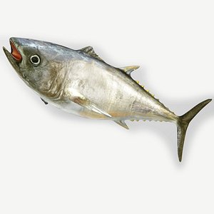 TUNA FISH Rigged  L1901 3D model