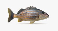 Blue Striped Grunt