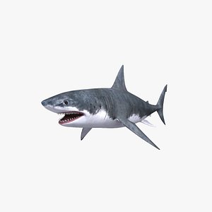 3d model white shark