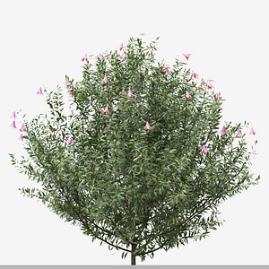 3D Set of Lysionotus Pauciflorus or Lavender Lady Plant- 3 Plants model