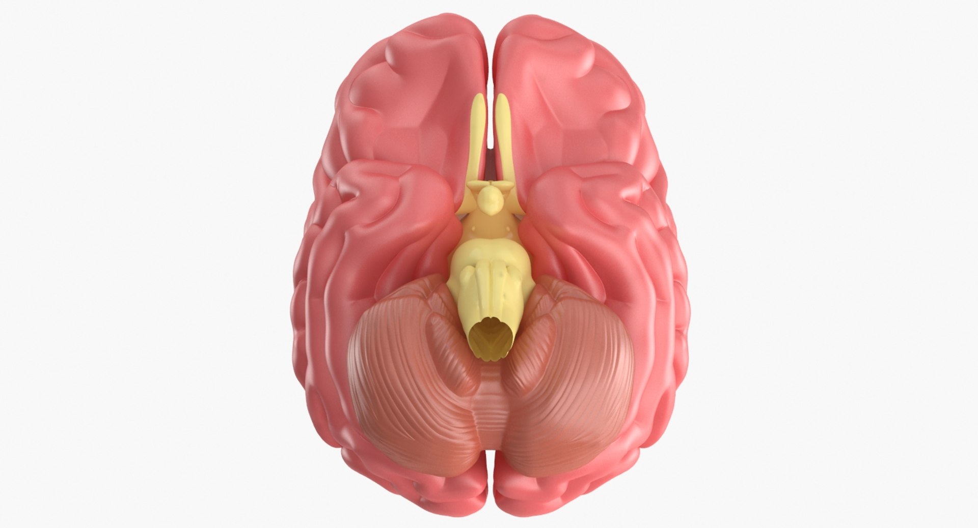 3d brain anatomy model https://p.turbosquid.com/ts-thumb/7D/3kfFYT/2QQH18Wn/6/jpg/1477551594/1920x1080/fit_q87/408bd88d1c7ab81cbd388860a642fcddb202d274/6.jpg