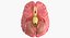 Anatomia cerebral