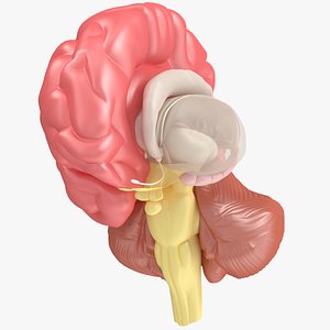 3d brain anatomy model