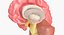 Anatomia cerebral