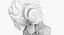 Anatomia cerebral