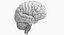 Anatomia cerebral