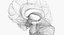 Anatomia cerebral