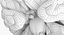 Anatomia cerebral