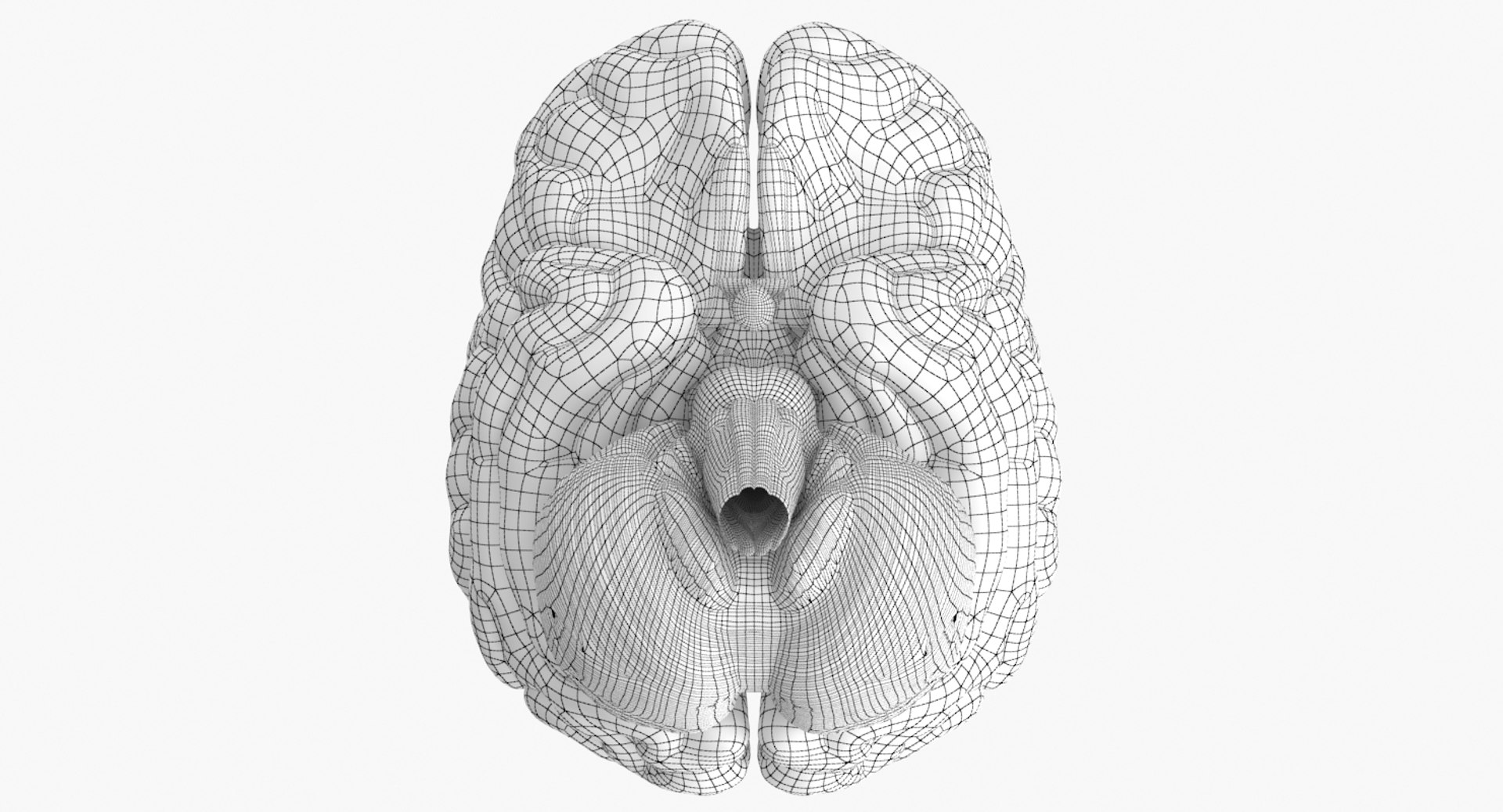 3D BRAIN ANATOMY visual data 8