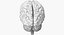 Anatomia cerebral