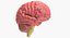 Anatomia cerebral