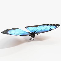Peleides Blue Morpho Static