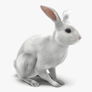 x white rabbit pose 3