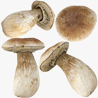 Boletus Edulis or Porcino