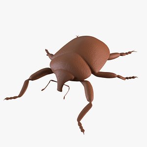 3D Weevil model