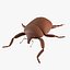 Weevil