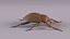 Weevil