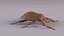Weevil