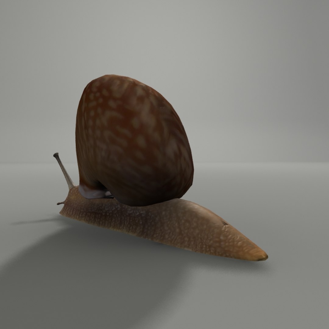 snail 3ds https://p.turbosquid.com/ts-thumb/7D/RtqTed/Hv7t94Ga/sn3/jpg/1434738510/1920x1080/fit_q87/852959930fdc0b985bc7e5277fe14d82eac7c9ee/sn3.jpg