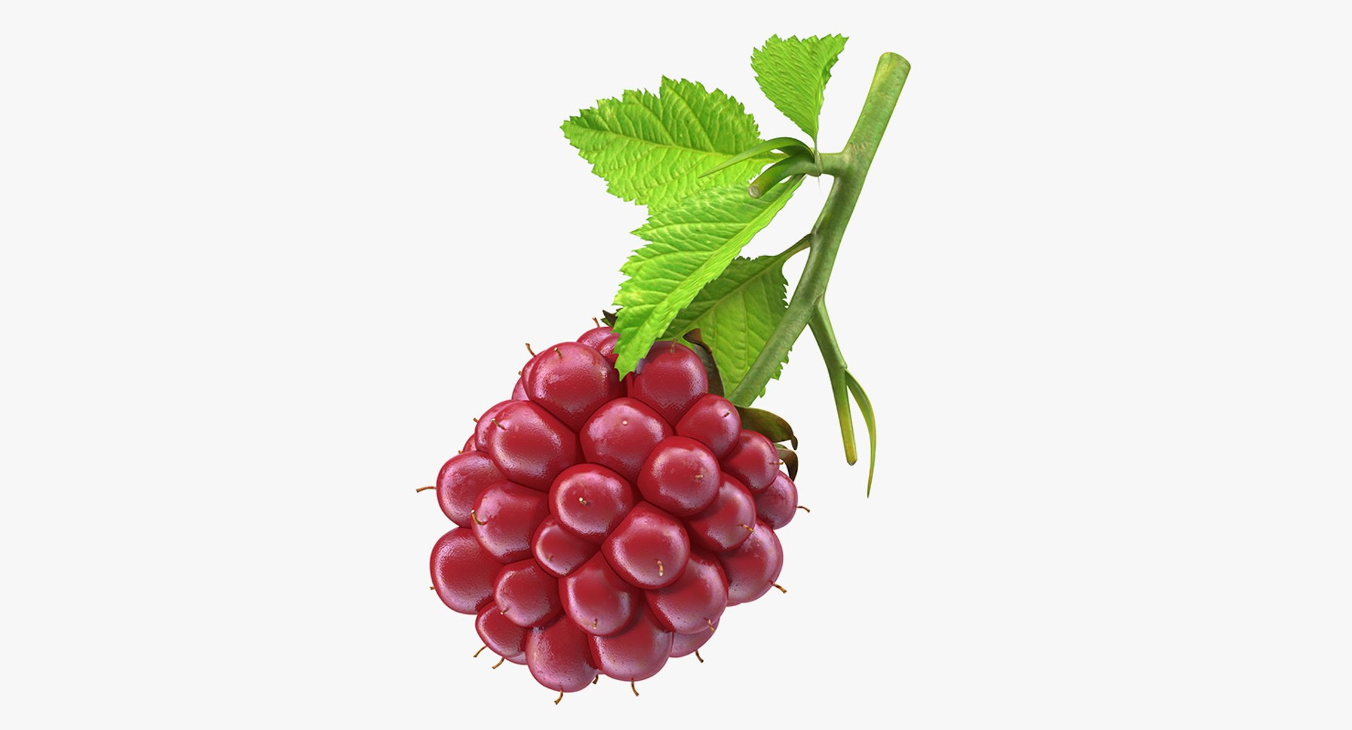 Not Ripe Berry Blackberry with Leaves 3D model preview