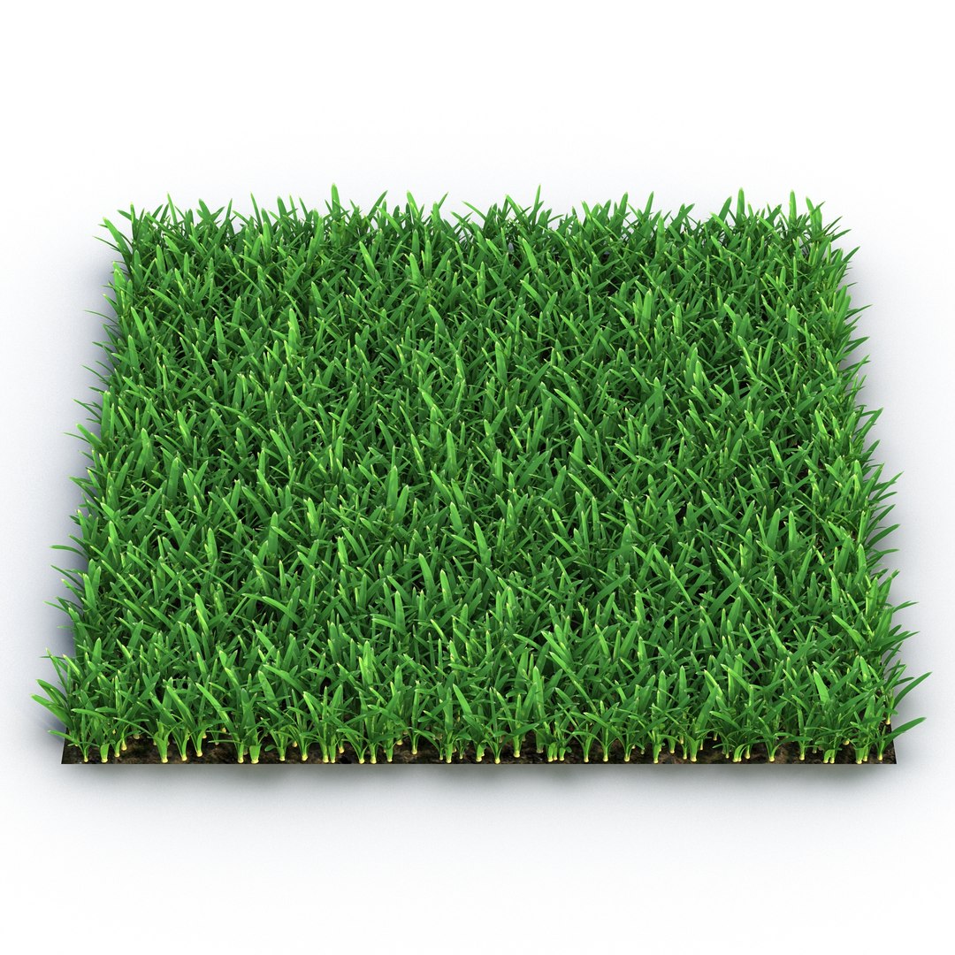 Saint Augustine Warm Season Grass 3D model preview