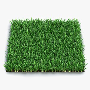 Saint Augustine Warm Season Grass