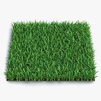 Saint Augustine Warm Season Grass