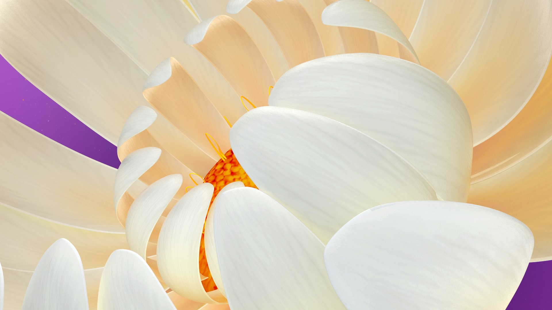 3D Beautiful Animated White Daisy Flower model https://p.turbosquid.com/ts-thumb/7D/mxTX1Z/80/frame_003/jpg/1678814141/1920x1080/fit_q87/5fd58a68847c188e6a6e4183c64f92252ed815bf/frame_003.jpg